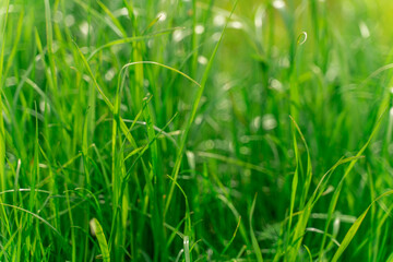 green grass texture. background of green grass with selective focus.