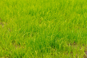young green grass. natural background