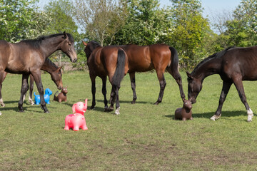 a herd of stallions playing with brightly colored rubber inflatable animal toys, in the pasture, riding horse