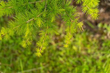 young green sprigs of larch on a blurry background