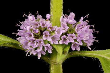 Corn Mint (Mentha arvensis). Inflorescence Closeup