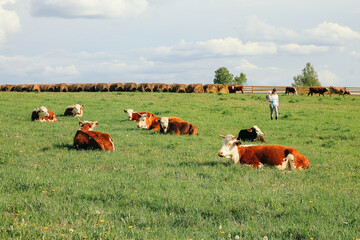 Fototapeta premium A cow and a calf graze on a green pasture in summer