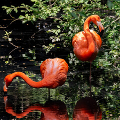 pair of pink flamingos in a pond