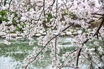 강릉에서의 벚꽃