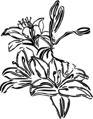 Bouquet of flowers vector, bouquet of lilies vector hand drawn art line in black, on white background. For card. 