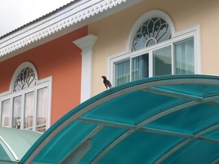 The bird sits on a blue-green visor above the entrance to the building. Stylish old european architecture. Bright yellow and orange houses with beautiful designer vintage windows.