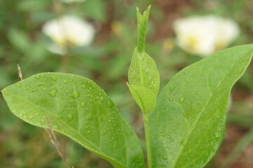 green leaf with water drops