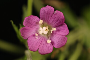 Great Willowherb (Epilobium hirsutum). Flower Closeup