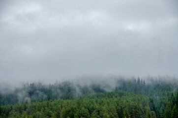 Picture of a spruce forest on a cold foggy and cloudy day