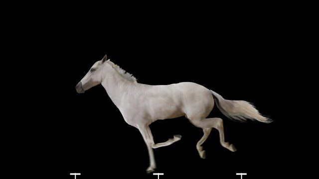 White horse jumping realistic animation. Isolated animal video including alpha channel allows to add background in post-production. Element for visual effects.