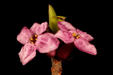 Mezereon (Daphne mezereum). Inflorescence Closeup