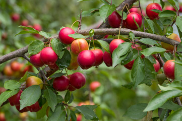 Obraz premium red plums on a branch on a rainy day