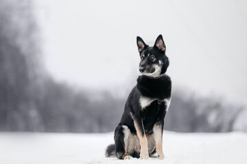 east european shepherd dog sitting outdoors in the snow