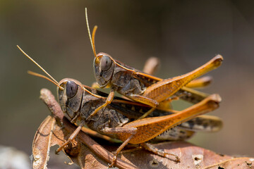 grasshopper on the ground