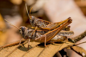 grasshopper on a leaf