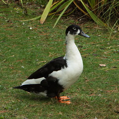 Muscovy duck in Victoria Lake Reserve in Whanganui,Manawatu-Wanganui Region on North Island of New Zealand
