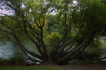 Trees in Victoria Lake Reserve in Whanganui,Manawatu-Wanganui Region on North Island of New Zealand
