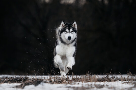 Grey Alaskan Malamute Dog Running Outdoors In Winter