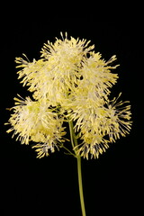 Bright Meadow-Rue (Thalictrum lucidum). Inflorescence Closeup