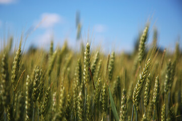 Spighe non ancora mature sotto il cielo azzurro in una giornata di inizio estate