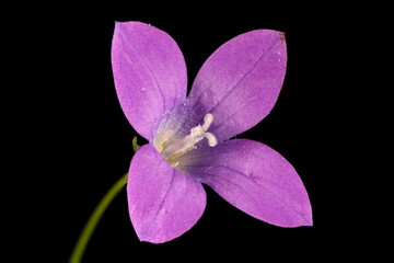 Spreading Bellflower (Campanula patula). Anomalous Four-Petal) Flower Closeup