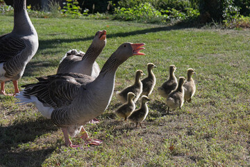 Gänse und ihr Nachwuchs