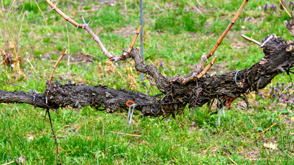 old woody gnarled grapevine in a vineyard in spring at the Danube valley of Wachau, Austria