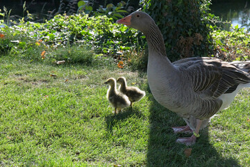 Gänse und ihr Nachwuchs