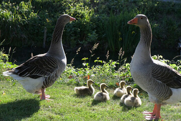 Gänse und ihr Nachwuchs