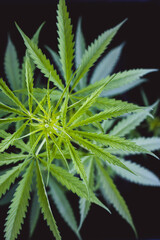 Growing cultivation of medical hemp cannabis marihuana with trichomes on black isolated background