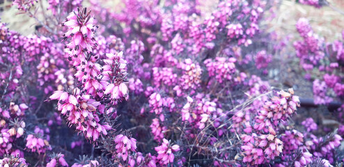 Pink and purple flowers of Erica cinerea on the bush.