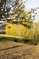Fototapeta premium Trees changing color on farm in the autumn/fall