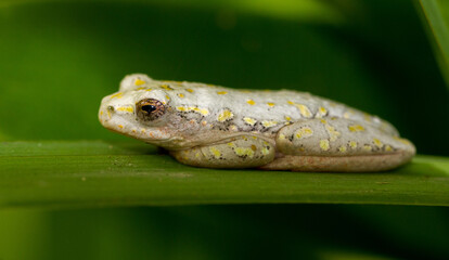 Painted reed frog on a leaf in an urban garden

