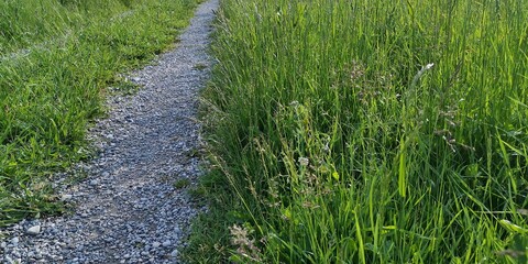 path in the grass