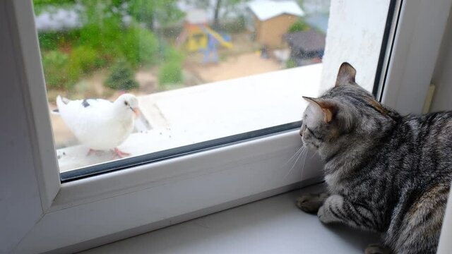 Gray striped tabby cat watching at dove at balcony. cat look through the closed window on pigeons, cat wants to attack birds