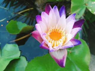 Scenic purple water lily in little pond