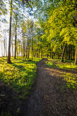 Piękny wschód słońca w nadmorskim parku. Promienie wschodzącego słońca przebijające przez korony drzew. © R_Szatkowski