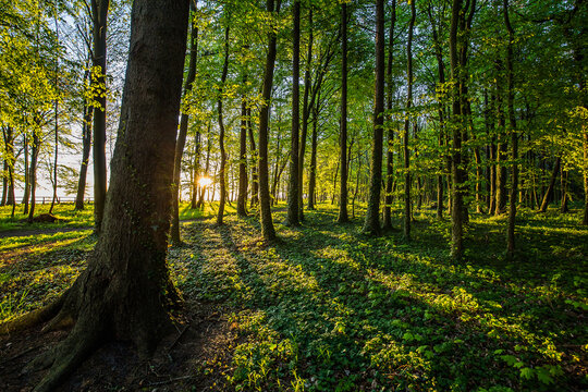 Fototapeta Piękny wschód słońca w nadmorskim parku. Promienie wschodzącego słońca przebijające przez korony drzew.