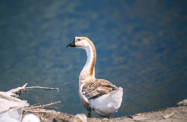Big goose from the back near water.