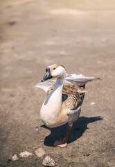 Portrait of a goose in a farm.