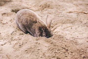 Brown dwarf rabbit digging a hole in the ground.