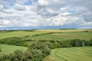 Fototapeta premium Canola Field for any of your art projects.