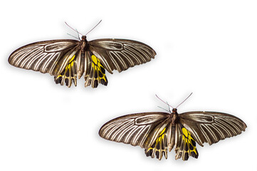 Naklejka premium Beautiful butterfly in nature on white backgrounds.