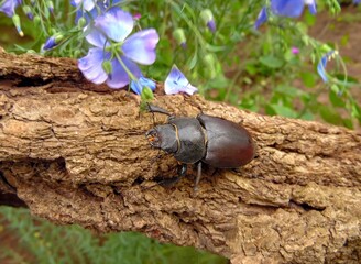 A stag beetle crawls on a tree bark on a background of flax flowers closeup