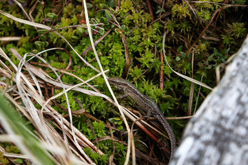 lizard