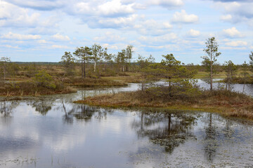lake in the forest