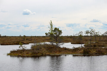 lake in the forest