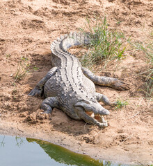 Nile Crocodile beside river