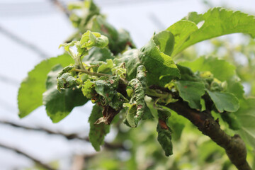 Green aphids infestation on green apple leaves in the orchard on springtime