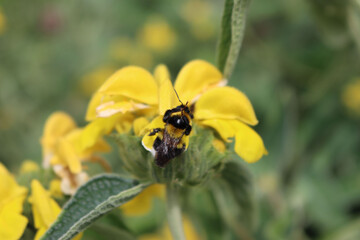 Bumble bee on yellow Jerusalem sage flower on branch. Phlomis fruticos in bloom with bumble bee. Bombus family